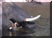 Botswana01_Chobe_Boat06_Elephant_2962_Web.gif (199807 bytes)