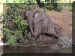 Botswana01_Chobe_Boat10_Elephant_2964_Web.gif (265056 bytes)