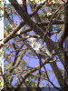 Botswana01_Chobe_Boat14_KingFisher_2931_Web.gif (268759 bytes)