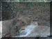 Botswana01_Chobe_Drive02_Lion_2949_Web.gif (243249 bytes)