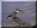 Botswana01_Chobe_Drive06_KingFisher_2954_Web.gif (202571 bytes)