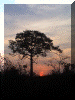 Cameroon00_EnrouteKribi3_Sunset_1776_Web.gif (166063 bytes)