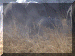 Cameroon00_Waza_Drive2_Elephants_1653_Web.gif (244203 bytes)