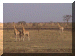 Cameroon00_Waza_Drive2_Giraffe_1654_Web.gif (244887 bytes)