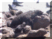 Namibia01_CapeCross02_Seals_3179_Web.gif (213977 bytes)