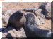 Namibia01_CapeCross05_Seals_3182_Web.gif (273307 bytes)