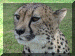 Namibia01_Cheetah15_Head_3079_Web.gif (285926 bytes)