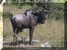 Namibia01_Etosha1_Drive03_WildeBeest_3013_Web.gif (289982 bytes)