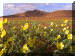 Namibia01_Sossus13_Flowers_3244_Web.gif (228842 bytes)