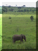 Tanzania01_Mikumi_Elephant_2470_Web.gif (206331 bytes)