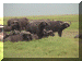 Tanzania01_Ngoron_Buffalo_1956_Web.gif (211898 bytes)