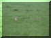 Tanzania01_Ngoron_Cheetah_1992_Web.gif (296766 bytes)