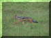 Tanzania01_Ngoron_ConservationArea_Jackal_2040_Web.gif (263425 bytes)