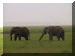 Tanzania01_Ngoron_Elephants_2009_Web.gif (212992 bytes)