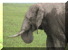 Tanzania01_Ngoron_Elephants_2016_Web.gif (243465 bytes)