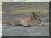 Tanzania01_Ngoron_Lion_1946_Web.gif (284627 bytes)