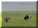 Tanzania01_Ngoron_Ostrich_1954_Web.gif (211707 bytes)