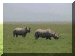 Tanzania01_Ngoron_Rhino_1973_Web.gif (221327 bytes)