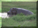 Tanzania01_Serengeti_Day2_Hippo_2068_Web.gif (250183 bytes)