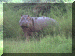 Tanzania01_Serengeti_Day2_Hippo_2071_Web.gif (272845 bytes)