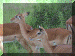 Tanzania01_Serengeti_Day2_Impala_2076_Web.gif (264622 bytes)