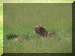 Tanzania01_Serengeti_Day2_Lions_2084_Web.gif (271741 bytes)