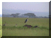 Tanzania01_Serengeti_Day2_Stork_2074_Web.gif (209820 bytes)