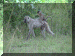 Zambia01_SLuangwa1_GameDrive12_Baboons_2504_Web.gif (271966 bytes)