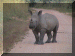 Zimbabwe01_Matabo41_Exit_BabyRhino_2841_Web.gif (252344 bytes)