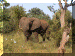 Zimbabwe01_VicFalls2_Horse08_Elephants_2911_Web.gif (266020 bytes)